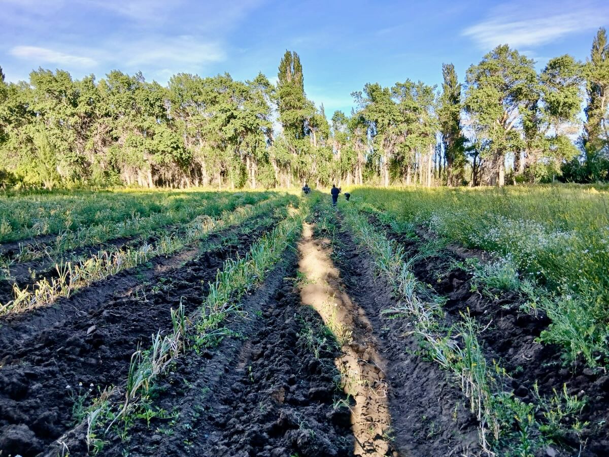 Producción agrícola en Gregores